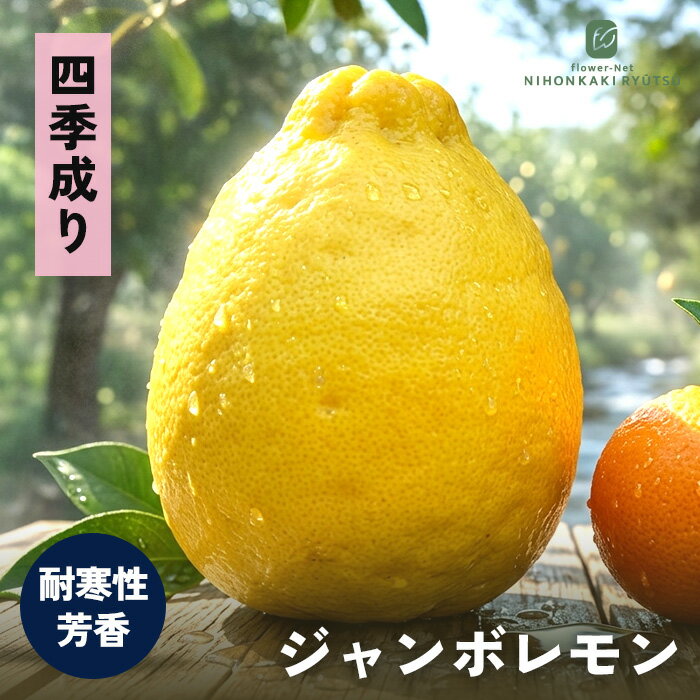 予約販売レモン苗ジャンボレモン13...
