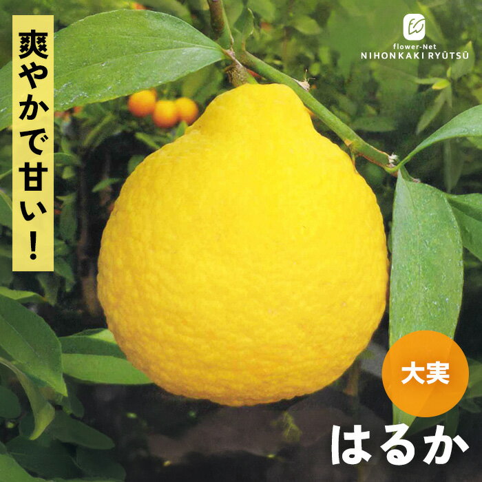 予約販売 みかん 苗 はるか 13.5cmポット 送料無料 ミカン 苗木 庭木 柑橘 果樹苗 ...