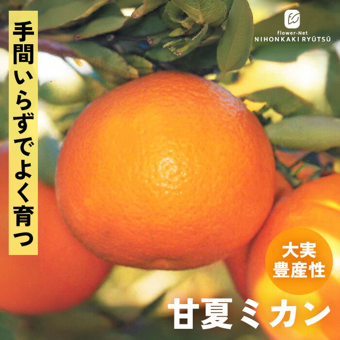 楽天市場】甘夏苗の通販