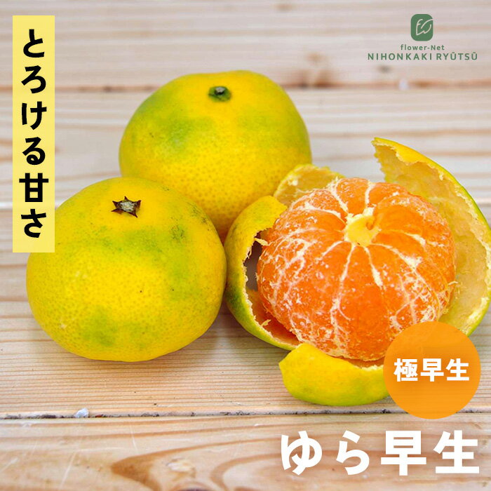 予約販売みかん苗ゆら早生13.5c...