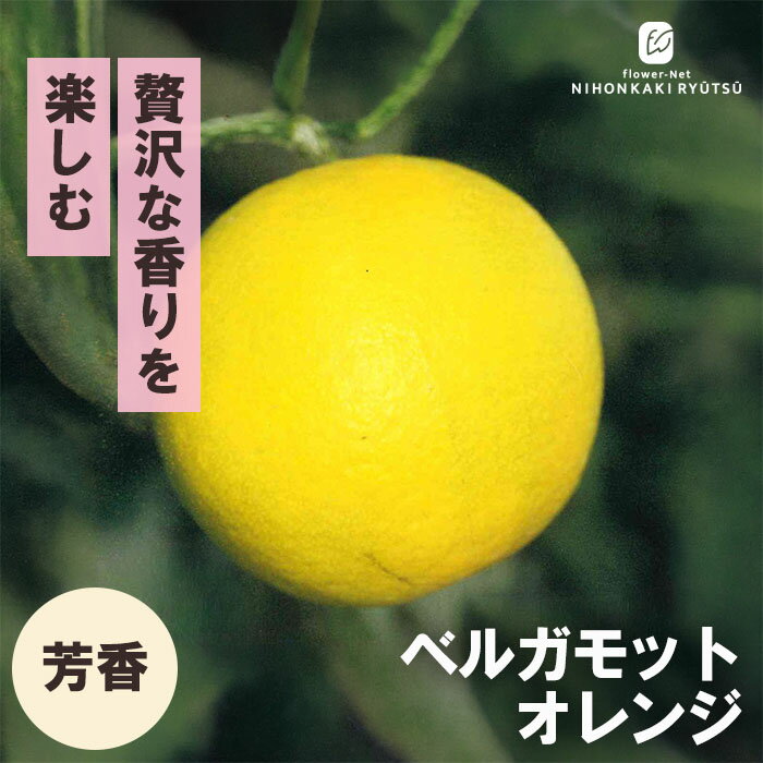 1国産ベルガモットオレンジ果実香りが強い露地栽培約9k A品（一部分B品含む） 楽天市場】ベルガモット オレンジ 苗の通販