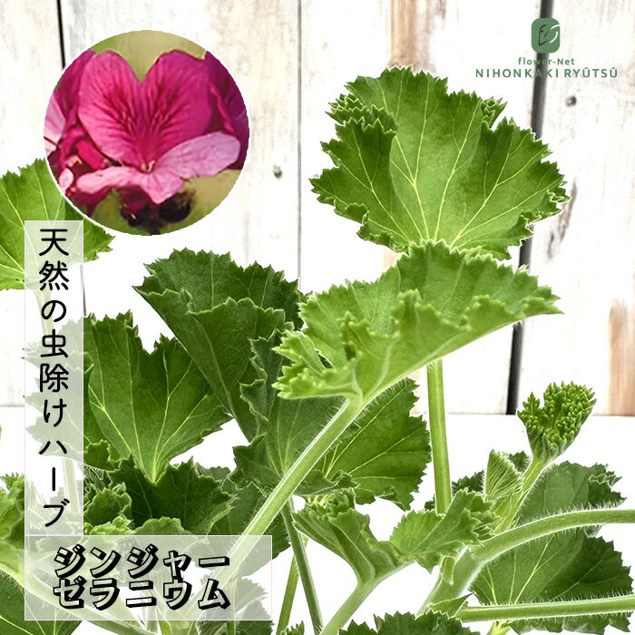 楽天市場】ゼラニウム 赤（種類（植物）センテッドゼラニウム）（花