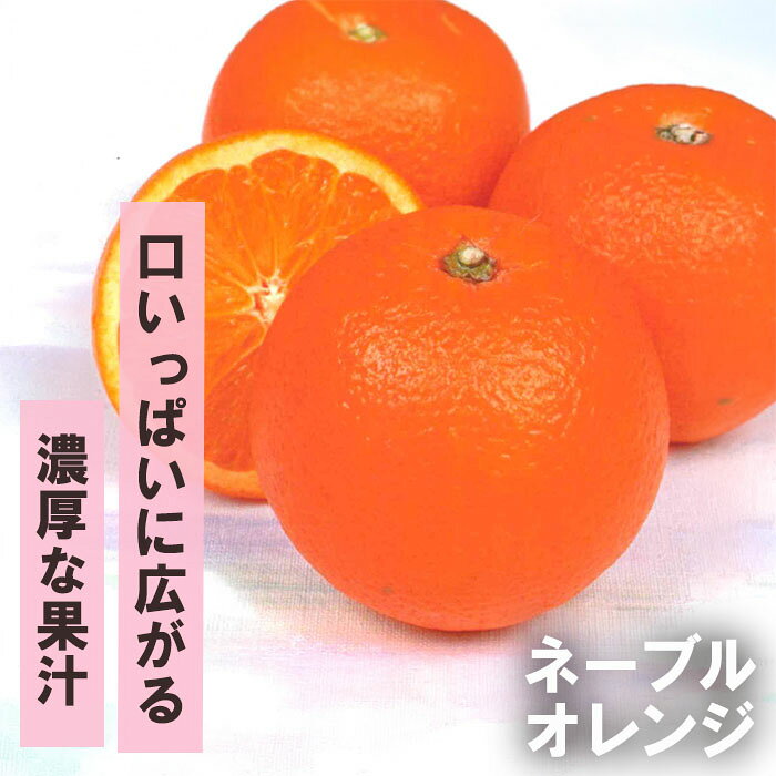 送料について→ 特徴 数あるオレンジの中でも、圧倒的な美味しさで知られるネーブルオレンジ。 最大の魅力は、酸味が少なめで際立つ「濃厚な甘み」と、カットした瞬間に鼻に抜ける「爽やかで上品な香り」。 一口ごとにじゅわっと溢れる濃厚な果汁は、一度食べたら忘れられない贅沢な味わいです。 さらに種がほとんど入らないため、小さなお子様でも安心してお召し上がりいただけます。 ・糖度　12度〜13度程度 ・大きさ　220〜250g内外　豊産性あり ・収穫時期　12月中旬頃 ・受粉樹　自家受粉 ・耐寒性普通（-5℃程度） ・耐暑性強い ※栽培環境により異なる場合があります。 鉢植えでの栽培 寒い地域で育てる場合は、寒さを避けるために移動しやすい鉢植えがおススメです。 植え付け：プラスチック鉢や素焼き鉢を用意し、鉢底石を敷いた後、市販の「果樹用の土」または「花木用の土」を使って植え付けます。 肥料：植え付け後、用土の上に市販の固形肥料を与えます。 水やり：土の表面が乾いたら、鉢底から流れ出るくらいたっぷりと与えます。 庭植えでの栽培 ・場所選び：日当たりが良く、水はけのよい場所を選びます。 ・植え付け時期：寒冷地では「春」に植え付けます。冬の最低気温が氷点下にならない温暖な地域では、「春」または「秋」に植え付けます。 ・植え付け：穴は横に大きめに掘り（深く掘りすぎる必要はありません）、市販の果樹用の土を使用します。 ・肥料：鉢植え同様、株元の土の上に固形肥料を与えてください。 ・水やり：土の表面が乾いたら、根元にしっかり染み込むくらいたっぷりと与えます。 サイズ・その他 13.5cmポット 1ポット ※樹形・大きさには個体差がございます。 ※苗木の画像はお届け時のイメージとなります。 ※発送時期により落葉している場合があります。 注意点 ※ご予約苗につきましては、植物のため生育不良等の理由で商品の準備ができない場合がございます。 ※発送時期が異なる商品とは同梱できません。 ※各商品ページに記載の発送時期をご確認の上ご注文下さい。　