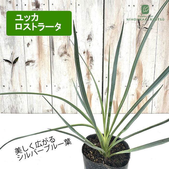 楽天市場】ユッカ ロストラータ（種類（植物）ユッカ）の通販