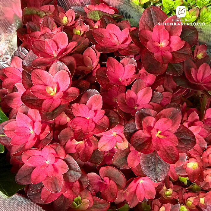 楽天市場】赤 レッド（種類（植物）アジサイ）（花・ガーデン・DIY）の通販