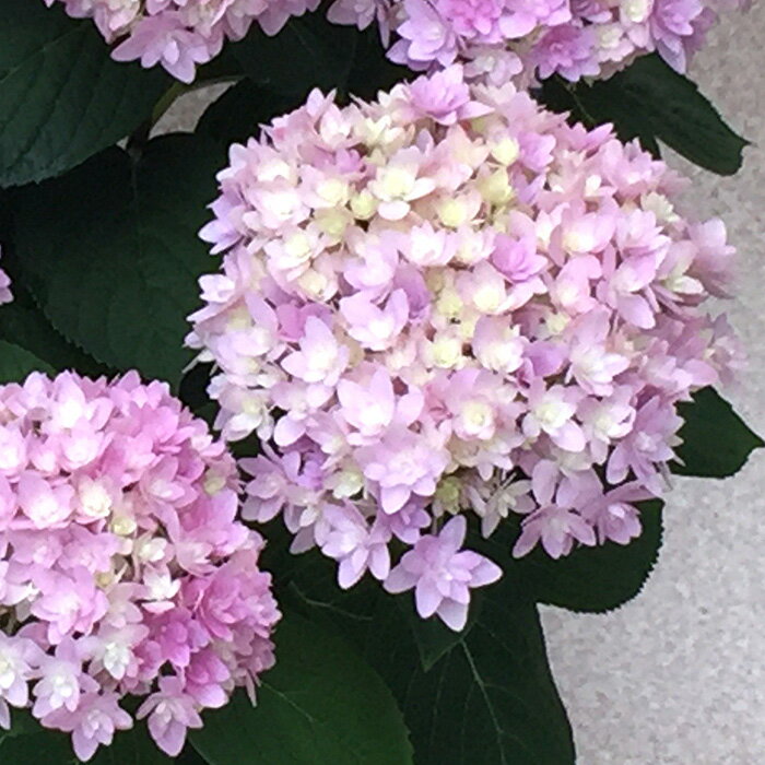 楽天市場】紫陽花 ごきげんようの通販