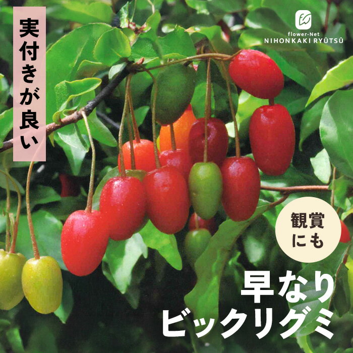 楽天市場】茱萸 苗の通販
