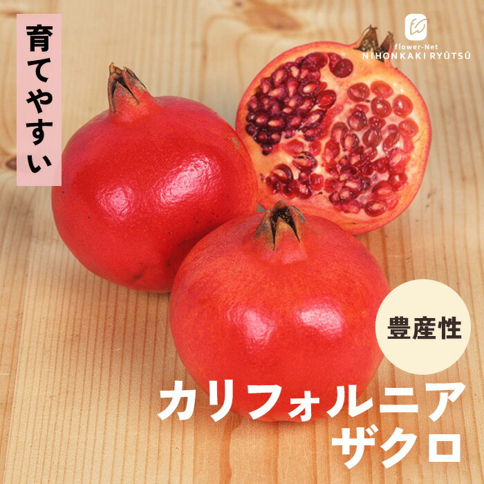 予約販売ザクロ苗カリフォルニアザク...
