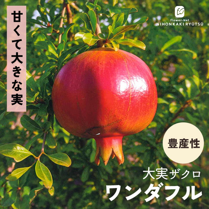 予約販売ザクロ苗大実ザクロワンダフ...