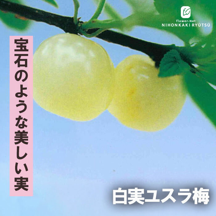 楽天市場】ユスラウメ 白の通販