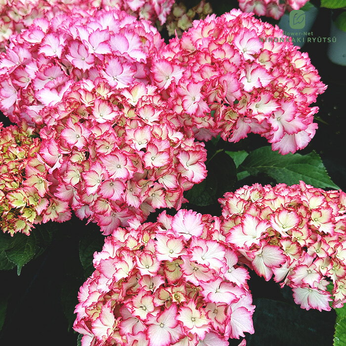 楽天市場】マジカル 紫陽花（種類（植物）アジサイ）の通販