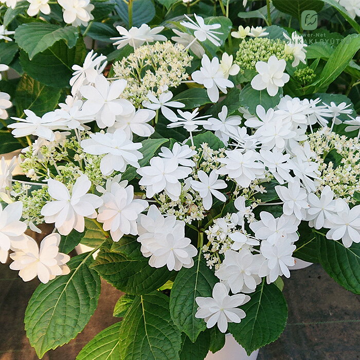 楽天市場】ウェディングドレス 紫陽花の通販