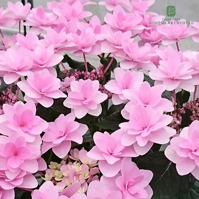 予約販売 アジサイ 春よ恋 ピンク10.5cmポット 加茂 KAMOセレクション ハイドランジア 苗 花苗 苗木 あじさい 紫陽花 aik 10月下旬以降発送