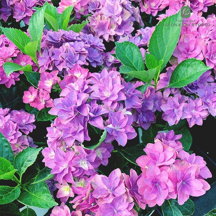 特徴 「ダブルダッチ アルクマール」は、幾重にも重なる八重咲きの花が大きな手まり状にぎっしりと咲き誇る、圧倒的なボリューム感が魅力のアジサイです。 咲き始めのライムグリーンから鮮やかなブルー、そしてヴィンテージな秋色へとドラマチックに移り変わる花色を、肉厚で頑丈な花弁によって長期間楽しむことができます。 アジサイについて 落葉低木で、梅雨どきに花を咲かせます。 非常に丈夫で育てやすく、鉢植えでも庭植えでも栽培することが可能です。 置き場所 【地植え・鉢植え共通】 日陰のイメージがありますが、日当たりの良い場所の方が花付きが良くなります。 夏の強い西日は嫌うため、それを避けられる環境が最適です。 用土 【地植え】 夏の西日を避けられるやや湿り気のある肥沃な土壌を好みます。 【鉢植え】 1年を通して、戸外で管理します。 一般的な草花用培養土で構いませんが、水切れしやいため保水性と通気性の良い物を選びます。 花色をコントロールしたい場合は、アジサイ専用（赤花・青花）に販売されている培養土を利用すると良いでしょう。 水やり 【地植え・鉢植え共通】 葉が大きいため、蒸散による消耗で水切れしやすく乾燥を嫌います。 【地植え】 雨が降らず、乾燥が続くようであれば、適宜灌水を行います。 夏は涼しい朝・夕の1日2回しっかりと与えます。 【鉢植え】 土の表面が乾いたら株元にたっぷり与えることを基本とし、夏は涼しい朝・夕の1日2回しっかりと与えます。 剪定・肥料など 【地植え・鉢植え共通】 秋、日が短くなってくると充実した枝先に花芽が形成される性質があります。 秋までに枝の充実を図るため、花後すぐに剪定を行います。 剪定時期の遅れは充実期間の減少に直結し、翌年の花付きに響きます。 年数が経って樹高が高くなった場合等、コンパクトに抑える場合は、剪定後〜翌年の開花までに50cm前後伸びることを逆算して、花後すぐに思い切って切り詰めます。 肥料は、花後の7〜8月にお礼肥えとして、冬の12月下旬〜2月上旬に寒肥えとして、それぞれ1回ずつ、三要素等量配合の緩効性肥料をパッケージに従って与えます。 【鉢植え】 アジサイ専用の肥料で花色をコントロール出来る成分が入ったタイプの製品が流通しています。好みの花色に応じて利用すると良いでしょう。 サイズ・その他 10.5cmポット 1ポット ※枝数・大きさには個体差がございますので、ご了承の上お買い求め下さい。 ※モニターの発色により花色が多少異なる場合がございます。 ※ポットの色・材質・形状が変更になる場合がございます。 注意点 ※苗の段階はpH調整してありますが、その後の管理方法でpH調整されない場合は花色が変わることがあります。 ※発送時期が異なる商品とは同梱できません。 ※各商品ページに記載の発送時期をご確認の上ご注文下さい。