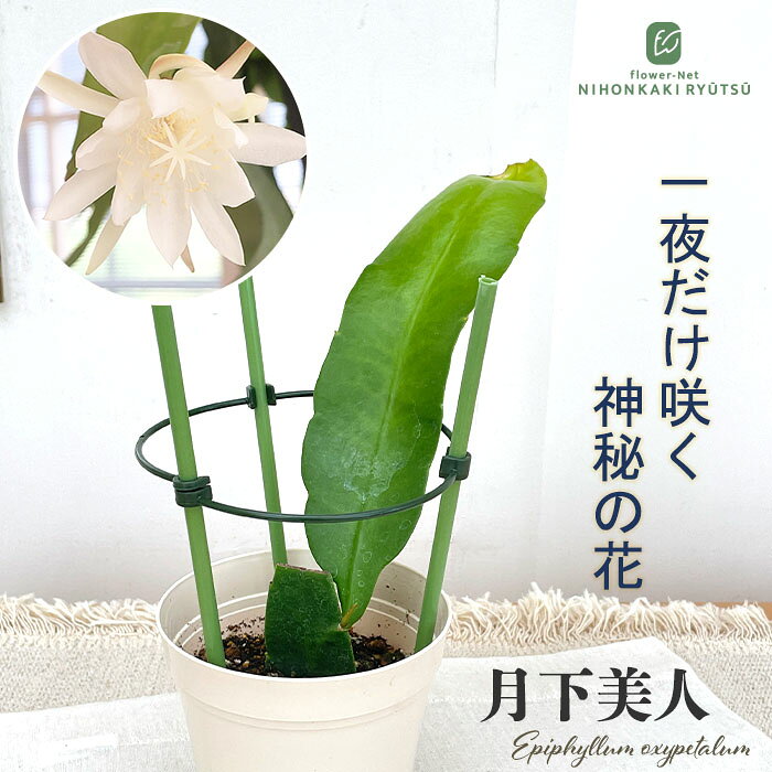 楽天市場】月下美人（観葉植物｜花・観葉植物）：花・ガーデン・DIYの通販