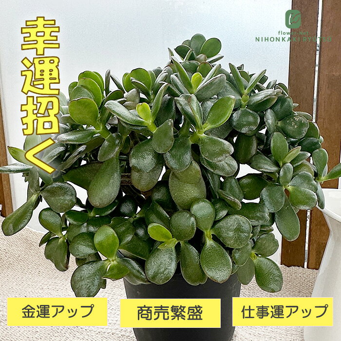 楽天市場】多肉 金のなる木の通販