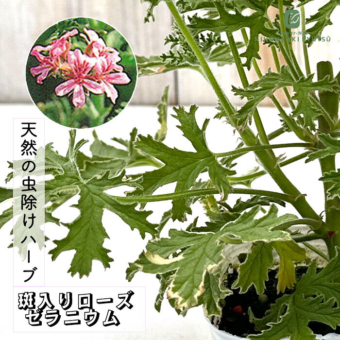 楽天市場】ゼラニウム 苗（種類（植物）センテッドゼラニウム）の通販