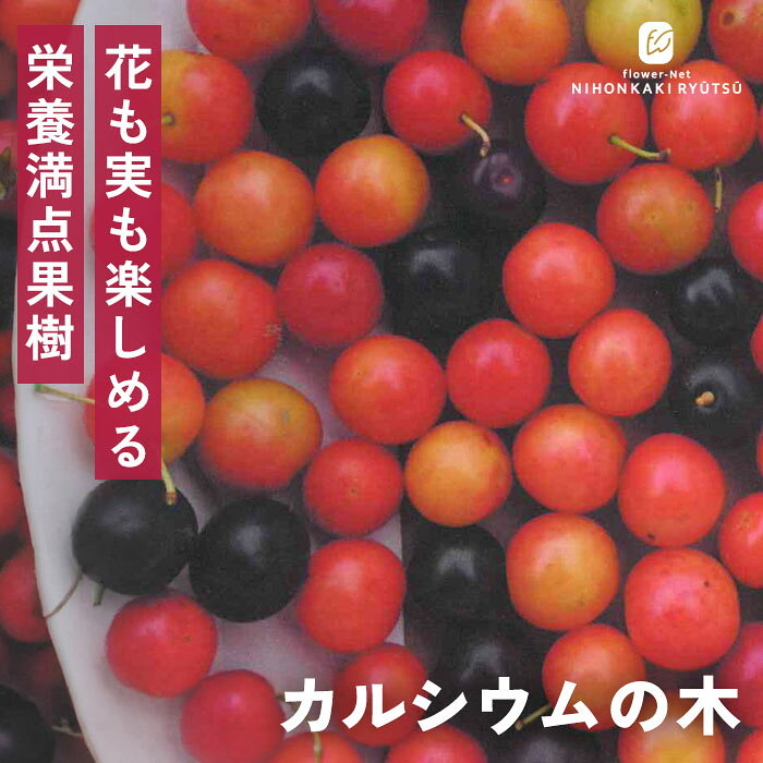 予約販売すもも苗カルシウムの木13...