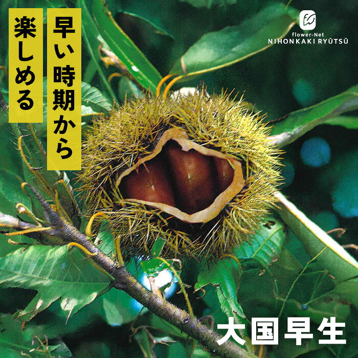 送料について→ 特徴 ご家庭で栗の収穫をたっぷり楽しみたい方にぴったりな、豊産性（実が良くつく）に優れた和栗の品種です。 果実は1粒当たり約8〜12gと、一般的な栗（20g〜30g程度）に比べて小ぶりですが、そのぶん甘みと旨みがギュッと詰まっており、秋の栗シーズンの中でも比較的早い段階（9月上旬から9月下旬ごろ）から収穫できます。 栽培方法 日当たりが良く、水はけのよい場所を選びます。 日当たりが悪い場所だと実つきが悪くなります。 地植えで根付いた後は基本的に雨水だけで育ちます。 夏場に雨が何日も降らず乾ききっている時はたっぷり与えてください。 元肥（12月〜2月）として、有機質肥料（骨粉入り油かすや完熟堆肥など）をじっくり効かせます。 また、追肥（7月頃・9月〜10月頃）として、果実の肥大期（7月）と収穫後（9〜10月）に速効性の化成肥料を少量施します。 栗は自家不結実性が強いため、開花期の近い別品種を近くに2品種以上植えます。 栗は「前年伸びた枝の先端近くの芽」に花芽がつく性質があります。 内部までしっかり光が入るよう、混み合った枝や下向きの枝、病気の枝を元から間引きます（間引き剪定）。 主力となる強い枝（今年伸びた枝）の先端を切ってしまうと花芽が落ちるため、3年目以降は不要な枝のみ剪定をし、先端の切り詰めは基本的に行いません。 サイズ・その他 13.5cmポット 1ポット ※樹形・大きさには個体差がございます。 ※苗木の画像はお届け時のイメージとなります。 ※露地栽培のため、葉の傷み等が生じていることがございます。 ※発送時期により落葉している場合があります。 注意点 ※ご予約苗につきましては、植物のため生育不良等の理由で商品の準備ができない場合がございます。 ※発送時期が異なる商品とは同梱できません。 ※各商品ページに記載の発送時期をご確認の上ご注文下さい。　