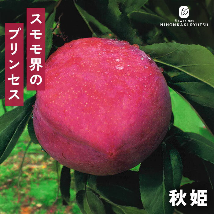 送料について→ 特徴 「スモモ界のプリンセス」と称される秋姫は、秋に食べ頃を迎える晩生すももです。 果皮は黄色地に鮮やかな赤紫〜赤褐色へ色づき、果肉は美しい黄色。 一口かじれば、優しい歯ざわりとともにしっかりとした甘みが広がります。 酸味が穏やかで渋みがないため、甘酸っぱい果実が好きな方にはたまらない逸品です。 【楽しみ方に合わせた「食べ頃」のポイント】 甘酸っぱさを楽しみたい方：収穫後、固めの状態でそのままガブリと丸かじり！ 柔らかく甘い食感が好きな方：常温で追熟させ、果実が少し柔らかくなった「完熟」のタイミングでお召し上がりください。 ・果実の大きさ 150g〜200g（大果、豊産性あり） ・糖度 14度程度 ・開花時期 3月下旬頃 ・収穫時期 9月初旬〜10月中旬頃 ・受粉樹 必要 ・オススメ受粉樹 ビューティー、ハリウッド、サンタローザ ※栽培環境により異なる場合があります。 置き場所 【庭植えの場合】 よく日が当たる風通しの良い場所に植えつけましょう。 耐寒性・耐暑性ともに優れているため、全国の広範囲で栽培が可能です。 日照不足になると、花付きや実つきに影響が出ます。 【鉢植えの場合】 よく日が当たる風通しの良い場所で管理します。 鉢の底に鉢底石を敷き、市販の果樹用の土（花木用の土でも可）を使用します。 施肥としては用土の上に固形肥料を与えてください。 水やり 【庭植えの場合】 植えつけ後は水やりの必要はありません。 【鉢植えの場合】 土の表面が乾いたら鉢底から水が流れ出るくらいたっぷり与えます。 秋頃からは、土の表面が乾いていても、土の中が湿っている場合は水やりは控え、完全に乾いてから与えます。 サイズ・その他 13.5cmポット 1ポット ※樹形・大きさには個体差がございます。 ※苗木の画像はお届け時のイメージとなります。 ※露地栽培のため、葉の傷み等が生じていることがございます。 ※発送時期により落葉している場合があります。 注意点 ※ご予約苗につきましては、植物のため生育不良等の理由で商品の準備ができない場合がございます。 ※発送時期が異なる商品とは同梱できません。 ※各商品ページに記載の発送時期をご確認の上ご注文下さい。