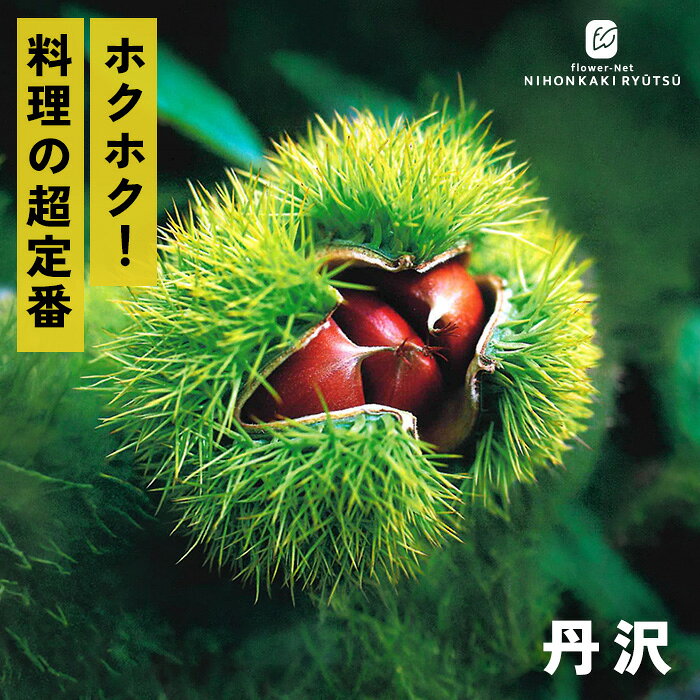 送料について→ 特徴 日本の栗の中でも超定番の早生品種で、「ぽろたん」や「ぽろすけ」の親にもあたります。 収穫期は8月下旬〜9月上旬ごろと非常に早く、市場に真っ先に出回ることで知られています。 一般的な早生品種は実が小ぶりになりがちですが、丹沢は1果あたり約20〜25gとしっかりした大きさ（帯円三角形）に育ち、果肉は淡い黄色で、食感は粘り気のないホクホクとした粉質です。 甘みや香りはマイルドで、栗ご飯・甘露煮・加工用として非常に幅広く重宝されています。 栽培方法 日当たりが良く、水はけのよい場所を選びます。 日当たりが悪い場所だと実つきが悪くなります。 地植えで根付いた後は基本的に雨水だけで育ちます。 夏場に雨が何日も降らず乾ききっている時はたっぷり与えてください。 元肥（12月〜2月）として、有機質肥料（骨粉入り油かすや完熟堆肥など）をじっくり効かせます。 また、追肥（7月頃・9月〜10月頃）として、果実の肥大期（7月）と収穫後（9〜10月）に速効性の化成肥料を少量施します。 栗は自家不結実性が強いため、開花期の近い別品種を近くに2品種以上植えます。 栗は「前年伸びた枝の先端近くの芽」に花芽がつく性質があります。 内部までしっかり光が入るよう、混み合った枝や下向きの枝、病気の枝を元から間引きます（間引き剪定）。 主力となる強い枝（今年伸びた枝）の先端を切ってしまうと花芽が落ちるため、3年目以降は不要な枝のみ剪定をし、先端の切り詰めは基本的に行いません。 サイズ・その他 13.5cmポット 1ポット ※樹形・大きさには個体差がございます。 ※苗木の画像はお届け時のイメージとなります。 ※露地栽培のため、葉の傷み等が生じていることがございます。 ※発送時期により落葉している場合があります。 注意点 ※ご予約苗につきましては、植物のため生育不良等の理由で商品の準備ができない場合がございます。 ※発送時期が異なる商品とは同梱できません。 ※各商品ページに記載の発送時期をご確認の上ご注文下さい。　
