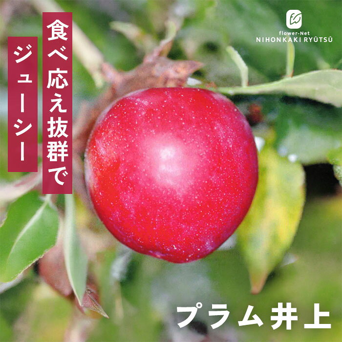 予約販売すもも苗プラム井上13.5...