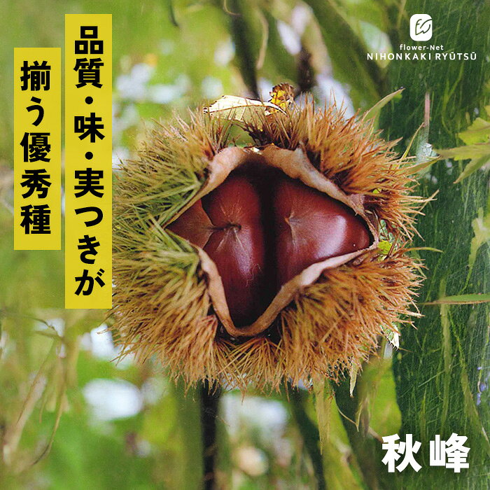 送料について→ 特徴 「秋峰」は、「筑波（つくば）」と「丹沢（たんざわ）」を掛け合わせて生まれた、品質・味・実つきの三拍子が揃った非常に優秀な中生（なかて）品種です。 1粒25g〜30g前後の大粒で、早生品種よりもじっくり育ち、見た目も美しく形が整った綺麗な大粒栗が収穫できます。 濃厚な甘みと、ホクホク・しっとりの好バランスで、実つきが非常に良く、毎年安定してたくさんの栗を収穫できます。 栽培方法 日当たりが良く、水はけのよい場所を選びます。 日当たりが悪い場所だと実つきが悪くなります。 地植えで根付いた後は基本的に雨水だけで育ちます。 夏場に雨が何日も降らず乾ききっている時はたっぷり与えてください。 元肥（12月〜2月）として、有機質肥料（骨粉入り油かすや完熟堆肥など）をじっくり効かせます。 また、追肥（7月頃・9月〜10月頃）として、果実の肥大期（7月）と収穫後（9〜10月）に速効性の化成肥料を少量施します。 栗は自家不結実性が強いため、開花期の近い別品種を近くに2品種以上植えます。 栗は「前年伸びた枝の先端近くの芽」に花芽がつく性質があります。 内部までしっかり光が入るよう、混み合った枝や下向きの枝、病気の枝を元から間引きます（間引き剪定）。 主力となる強い枝（今年伸びた枝）の先端を切ってしまうと花芽が落ちるため、3年目以降は不要な枝のみ剪定をし、先端の切り詰めは基本的に行いません。 サイズ・その他 13.5cmポット 1ポット ※樹形・大きさには個体差がございます。 ※苗木の画像はお届け時のイメージとなります。 ※露地栽培のため、葉の傷み等が生じていることがございます。 ※発送時期により落葉している場合があります。 注意点 ※ご予約苗につきましては、植物のため生育不良等の理由で商品の準備ができない場合がございます。 ※発送時期が異なる商品とは同梱できません。 ※各商品ページに記載の発送時期をご確認の上ご注文下さい。　