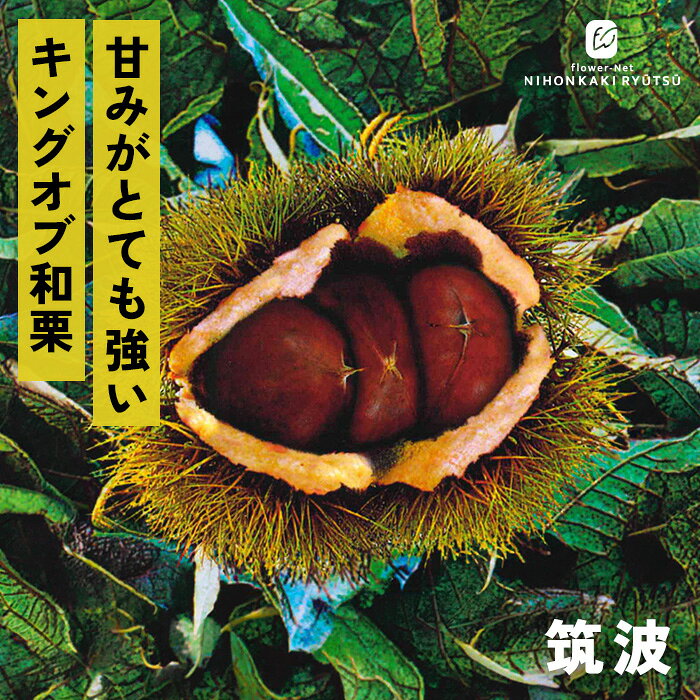 送料について→ 特徴 甘みが非常に強く、栗特有の豊かな香りとコクがしっかり感じられます。 味・収穫量・育てやすさ・保存性のすべての面で優れており、日本の栗栽培において全体の約3割以上のシェアを誇る、圧倒的ナンバーワンの主力品種（キング・オブ・和栗）です。 1粒20g〜25g前後で、実つきが極めて良く、安定して栗が収穫できます。 ホクホク感としっとり感の両方を楽しめる品種です。 栽培方法 日当たりが良く、水はけのよい場所を選びます。 日当たりが悪い場所だと実つきが悪くなります。 地植えで根付いた後は基本的に雨水だけで育ちます。 夏場に雨が何日も降らず乾ききっている時はたっぷり与えてください。 元肥（12月〜2月）として、有機質肥料（骨粉入り油かすや完熟堆肥など）をじっくり効かせます。 また、追肥（7月頃・9月〜10月頃）として、果実の肥大期（7月）と収穫後（9〜10月）に速効性の化成肥料を少量施します。 栗は自家不結実性が強いため、開花期の近い別品種を近くに2品種以上植えます。 栗は「前年伸びた枝の先端近くの芽」に花芽がつく性質があります。 内部までしっかり光が入るよう、混み合った枝や下向きの枝、病気の枝を元から間引きます（間引き剪定）。 主力となる強い枝（今年伸びた枝）の先端を切ってしまうと花芽が落ちるため、3年目以降は不要な枝のみ剪定をし、先端の切り詰めは基本的に行いません。 サイズ・その他 13.5cmポット 1ポット ※樹形・大きさには個体差がございます。 ※苗木の画像はお届け時のイメージとなります。 ※露地栽培のため、葉の傷み等が生じていることがございます。 ※発送時期により落葉している場合があります。 注意点 ※ご予約苗につきましては、植物のため生育不良等の理由で商品の準備ができない場合がございます。 ※発送時期が異なる商品とは同梱できません。 ※各商品ページに記載の発送時期をご確認の上ご注文下さい。　
