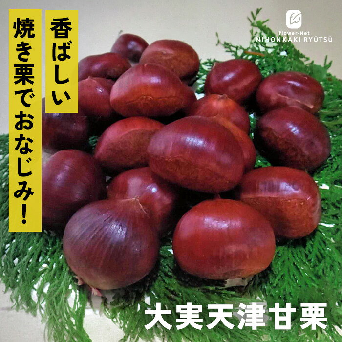 送料について→ 特徴 「大実天津甘栗」はお祭りや屋台などでよく売られている香ばしい「焼き栗（天津甘栗）」でおなじみの中国栗系の品種です。 実が大きく育つように改良・選抜されたタイプで、「渋皮の剥きやすさ」が最大の魅力です。 和栗に比べて果肉がしっとり・もっちりとした粘質で、糖度が非常に高く甘みが濃厚なのも人気の理由。 1粒10g〜20g前後で、病害虫に強いため、果樹初心者でも非常に育てやすいのがメリットです。 栽培方法 日当たりが良く、水はけのよい場所を選びます。 日当たりが悪い場所だと実つきが悪くなります。 地植えで根付いた後は基本的に雨水だけで育ちます。 夏場に雨が何日も降らず乾ききっている時はたっぷり与えてください。 元肥（12月〜2月）として、有機質肥料（骨粉入り油かすや完熟堆肥など）をじっくり効かせます。 また、追肥（7月頃・9月〜10月頃）として、果実の肥大期（7月）と収穫後（9〜10月）に速効性の化成肥料を少量施します。 栗は自家不結実性が強いため、開花期の近い別品種を近くに2品種以上植えます。 栗は「前年伸びた枝の先端近くの芽」に花芽がつく性質があります。 内部までしっかり光が入るよう、混み合った枝や下向きの枝、病気の枝を元から間引きます（間引き剪定）。 主力となる強い枝（今年伸びた枝）の先端を切ってしまうと花芽が落ちるため、3年目以降は不要な枝のみ剪定をし、先端の切り詰めは基本的に行いません。 サイズ・その他 13.5cmポット 1ポット ※樹形・大きさには個体差がございます。 ※苗木の画像はお届け時のイメージとなります。 ※露地栽培のため、葉の傷み等が生じていることがございます。 ※発送時期により落葉している場合があります。 注意点 ※ご予約苗につきましては、植物のため生育不良等の理由で商品の準備ができない場合がございます。 ※発送時期が異なる商品とは同梱できません。 ※各商品ページに記載の発送時期をご確認の上ご注文下さい。　