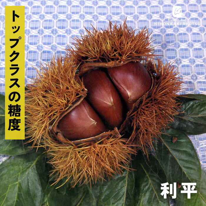 送料について→ 特徴 「利平（りへい）」は、栗好きや高級和菓子店の間で「栗の王様」「栗の最高峰」と称される、圧倒的な美味しさを誇る超有名品種です。 中国栗（甘栗）の血を引いているため、数ある和栗の中でもトップクラスの糖度と豊かな風味を持っており、贈答用としても人気の高い栗です。 果肉は鮮やかな黄色で、食感はしっかりとしたホクホク感があり、加熱すると栗特有の芳醇な香りが強く立ち上るのが特徴です。 1粒20〜25g前後で、果皮（鬼皮）の表面に細かい産毛がびっしり生えているのが利平の特徴です。 栽培方法 日当たりが良く、水はけのよい場所を選びます。 日当たりが悪い場所だと実つきが悪くなります。 地植えで根付いた後は基本的に雨水だけで育ちます。 夏場に雨が何日も降らず乾ききっている時はたっぷり与えてください。 元肥（12月〜2月）として、有機質肥料（骨粉入り油かすや完熟堆肥など）をじっくり効かせます。 また、追肥（7月頃・9月〜10月頃）として、果実の肥大期（7月）と収穫後（9〜10月）に速効性の化成肥料を少量施します。 栗は自家不結実性が強いため、開花期の近い別品種を近くに2品種以上植えます。 栗は「前年伸びた枝の先端近くの芽」に花芽がつく性質があります。 内部までしっかり光が入るよう、混み合った枝や下向きの枝、病気の枝を元から間引きます（間引き剪定）。 主力となる強い枝（今年伸びた枝）の先端を切ってしまうと花芽が落ちるため、3年目以降は不要な枝のみ剪定をし、先端の切り詰めは基本的に行いません。 サイズ・その他 13.5cmポット 1ポット ※樹形・大きさには個体差がございます。 ※苗木の画像はお届け時のイメージとなります。 ※露地栽培のため、葉の傷み等が生じていることがございます。 ※発送時期により落葉している場合があります。 注意点 ※ご予約苗につきましては、植物のため生育不良等の理由で商品の準備ができない場合がございます。 ※発送時期が異なる商品とは同梱できません。 ※各商品ページに記載の発送時期をご確認の上ご注文下さい。　
