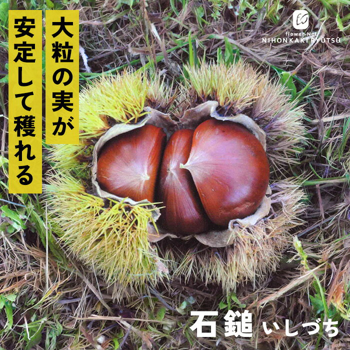 送料について→ 特徴 「石鎚（いしづち）」は、栗の二大巨頭である「岸根（がんね）」と「株張り（かぶばり）」を親に持ち、大粒で美しく実が毎年安定して収穫できる晩生（おくて）の優秀品種です。 約25g〜30g前後の大粒に育ち、しっかりとした甘みと栗らしい豊かな香りがあり、見た目の形もふっくらと美しく、贈答用としても見映えが良い品種です。 豊産性があり、保存性も優れているため、冷蔵庫で熟成させて甘みを引き出してから食べるのにも向いています。 栽培方法 日当たりが良く、水はけのよい場所を選びます。 日当たりが悪い場所だと実つきが悪くなります。 地植えで根付いた後は基本的に雨水だけで育ちます。 夏場に雨が何日も降らず乾ききっている時はたっぷり与えてください。 元肥（12月〜2月）として、有機質肥料（骨粉入り油かすや完熟堆肥など）をじっくり効かせます。 また、追肥（7月頃・9月〜10月頃）として、果実の肥大期（7月）と収穫後（9〜10月）に速効性の化成肥料を少量施します。 栗は自家不結実性が強いため、開花期の近い別品種を近くに2品種以上植えます。 栗は「前年伸びた枝の先端近くの芽」に花芽がつく性質があります。 内部までしっかり光が入るよう、混み合った枝や下向きの枝、病気の枝を元から間引きます（間引き剪定）。 主力となる強い枝（今年伸びた枝）の先端を切ってしまうと花芽が落ちるため、3年目以降は不要な枝のみ剪定をし、先端の切り詰めは基本的に行いません。 サイズ・その他 13.5cmポット 1ポット ※樹形・大きさには個体差がございます。 ※苗木の画像はお届け時のイメージとなります。 ※露地栽培のため、葉の傷み等が生じていることがございます。 ※発送時期により落葉している場合があります。 注意点 ※ご予約苗につきましては、植物のため生育不良等の理由で商品の準備ができない場合がございます。 ※発送時期が異なる商品とは同梱できません。 ※各商品ページに記載の発送時期をご確認の上ご注文下さい。　