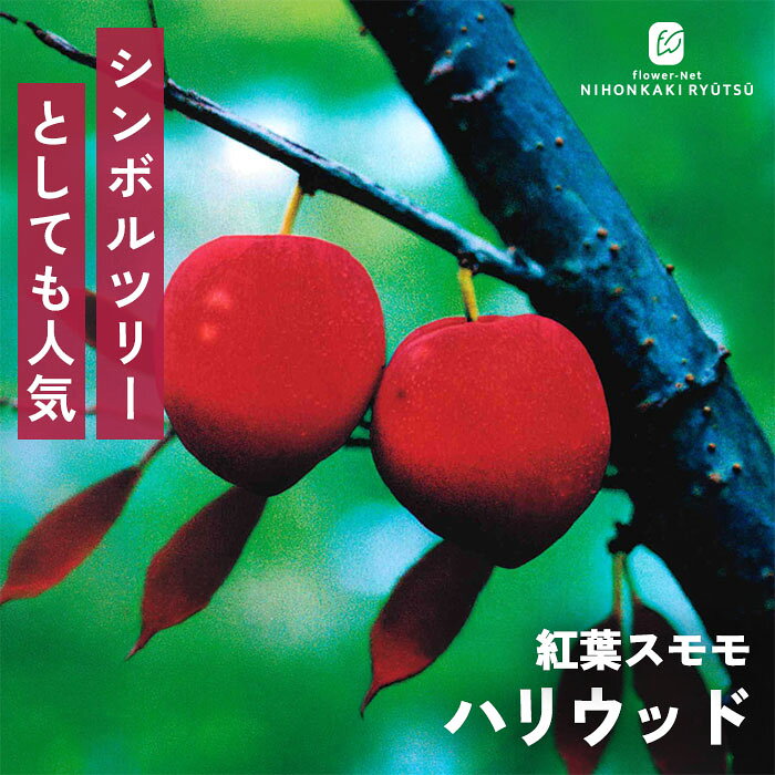 予約販売 すもも 苗 紅葉スモモ ハリウッド 13.5cmポット 送料無料 スモモ ベニバスモモ 苗木 庭木 果樹苗 接木苗 iba 11月上旬以降発送