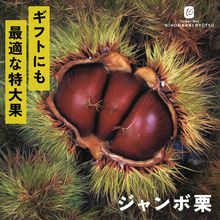 送料について→ 特徴 「ジャンボ栗」は1粒30g〜60g程の特大果になる晩生の品種です。 一目見ただけで違いが分かる、贈答用としても非常に喜ばれるサイズ感です。 1個が大きい分鬼皮や渋皮をむく手間が少なく、栗ご飯や渋皮煮にすると贅沢な具材感を楽しめます。 耐寒性があり育てやすく、初心者にもおすすめです。 栽培方法 日当たりが良く、水はけのよい場所を選びます。 日当たりが悪い場所だと実つきが悪くなります。 地植えで根付いた後は基本的に雨水だけで育ちます。 夏場に雨が何日も降らず乾ききっている時はたっぷり与えてください。 元肥（12月〜2月）として、有機質肥料（骨粉入り油かすや完熟堆肥など）をじっくり効かせます。 また、追肥（7月頃・9月〜10月頃）として、果実の肥大期（7月）と収穫後（9〜10月）に速効性の化成肥料を少量施します。 栗は自家不結実性が強いため、開花期の近い別品種を近くに2品種以上植えます。 栗は「前年伸びた枝の先端近くの芽」に花芽がつく性質があります。 内部までしっかり光が入るよう、混み合った枝や下向きの枝、病気の枝を元から間引きます（間引き剪定）。 主力となる強い枝（今年伸びた枝）の先端を切ってしまうと花芽が落ちるため、3年目以降は不要な枝のみ剪定をし、先端の切り詰めは基本的に行いません。 サイズ・その他 13.5cmポット 1ポット ※樹形・大きさには個体差がございます。 ※苗木の画像はお届け時のイメージとなります。 ※露地栽培のため、葉の傷み等が生じていることがございます。 ※発送時期により落葉している場合があります。 注意点 ※ご予約苗につきましては、植物のため生育不良等の理由で商品の準備ができない場合がございます。 ※発送時期が異なる商品とは同梱できません。 ※各商品ページに記載の発送時期をご確認の上ご注文下さい。　