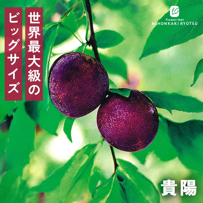 送料について→ 特徴 世界最大級！果汁と甘さが爆発する最高峰の高級スモモ。 普通のプラムの約3倍以上、果重200〜300gにも達する超ビッグサイズ品種「貴陽」。かつてギネス記録にも認定された世界最大級の大きさを誇ります。 紫がかった紅色の果皮に、熟すとあらわれる同心円状の「輪紋」は極上熟成の証。 クリーム色の果肉は心地よい歯ざわりで、一口かじればたっぷりの果汁とともに強烈な甘みが口いっぱいに広がります。 栽培難易度が高く受粉成功率が低いため市場では超高級果実として扱われていますが、その分実らせたときの感動は格別です！ ・果実の大きさ 200g〜300g（特大果、豊産性あり） ・糖度 16度〜18度程度 ・開花時期 3月中旬〜4月上旬頃 ・収穫時期 7月下旬〜8月上旬頃 ・受粉樹 必要 ・オススメ受粉樹 ビューティ、ハリウッド、サンタローザ ※栽培環境により異なる場合があります。 置き場所 【庭植えの場合】 よく日が当たる風通しの良い場所に植えつけましょう。 耐寒性・耐暑性ともに優れているため、全国の広範囲で栽培が可能です。 日照不足になると、花付きや実つきに影響が出ます。 【鉢植えの場合】 よく日が当たる風通しの良い場所で管理します。 鉢の底に鉢底石を敷き、市販の果樹用の土（花木用の土でも可）を使用します。 施肥としては用土の上に固形肥料を与えてください。 水やり 【庭植えの場合】 植えつけ後は水やりの必要はありません。 【鉢植えの場合】 土の表面が乾いたら鉢底から水が流れ出るくらいたっぷり与えます。 秋頃からは、土の表面が乾いていても、土の中が湿っている場合は水やりは控え、完全に乾いてから与えます。 サイズ・その他 13.5cmポット 1ポット ※樹形・大きさには個体差がございます。 ※苗木の画像はお届け時のイメージとなります。 ※露地栽培のため、葉の傷み等が生じていることがございます。 ※発送時期により落葉している場合があります。 注意点 ※ご予約苗につきましては、植物のため生育不良等の理由で商品の準備ができない場合がございます。 ※発送時期が異なる商品とは同梱できません。 ※各商品ページに記載の発送時期をご確認の上ご注文下さい。