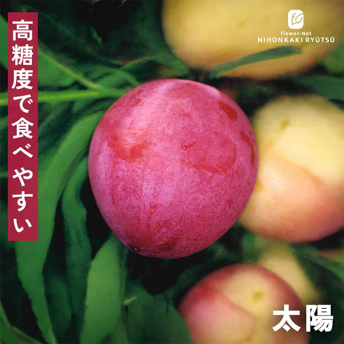 予約販売すもも苗太陽13.5cmポ...