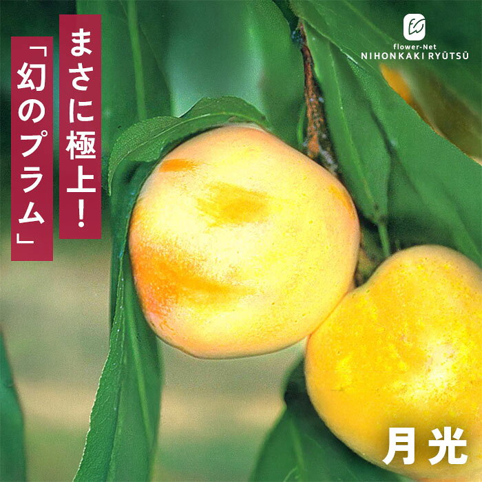 楽天市場】すもも 月光の通販