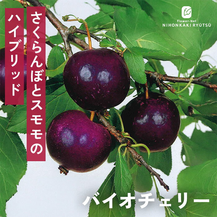 送料について→ 特徴 見た目はブドウ、味はスモモ！新感覚の黒紫ハイブリッド果実。 アメリカンチェリーとプラム（スモモ）を掛け合わせて誕生した注目の新果実「バイオチェリー」。 ブドウのように濃い黒紫色の果皮に、まん丸で愛らしい20g前後の小粒な果実が実ります。 カットするとクリーム色の果肉の中にサクランボのような種が入っており、口に運べばプラムらしい爽やかな甘みが広がります。手軽に食べやすく、ジュースや加工にもぴったりの新感覚フルーツです。 ・果実の大きさ 20g〜30g（小果） ・糖度 16度〜19度程度 ・開花時期 3月〜4月頃 ・収穫時期 7月下旬〜8月上旬頃 ・受粉樹 必要 ・オススメ受粉樹 ビューティ、ハリウッド、サンタローザ ※栽培環境により異なる場合があります。 置き場所 【庭植えの場合】 よく日が当たる風通しの良い場所に植えつけましょう。 耐寒性・耐暑性ともに優れているため、全国の広範囲で栽培が可能です。 日照不足になると、花付きや実つきに影響が出ます。 【鉢植えの場合】 よく日が当たる風通しの良い場所で管理します。 鉢の底に鉢底石を敷き、市販の果樹用の土（花木用の土でも可）を使用します。 施肥としては用土の上に固形肥料を与えてください。 水やり 【庭植えの場合】 植えつけ後は水やりの必要はありません。 【鉢植えの場合】 土の表面が乾いたら鉢底から水が流れ出るくらいたっぷり与えます。 秋頃からは、土の表面が乾いていても、土の中が湿っている場合は水やりは控え、完全に乾いてから与えます。 サイズ・その他 13.5cmポット 1ポット ※樹形・大きさには個体差がございます。 ※苗木の画像はお届け時のイメージとなります。 ※露地栽培のため、葉の傷み等が生じていることがございます。 ※発送時期により落葉している場合があります。 注意点 ※ご予約苗につきましては、植物のため生育不良等の理由で商品の準備ができない場合がございます。 ※発送時期が異なる商品とは同梱できません。 ※各商品ページに記載の発送時期をご確認の上ご注文下さい。