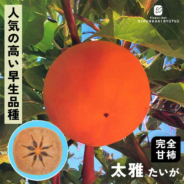 苗木・植木 柿 苗木 太雅 2セット 4号