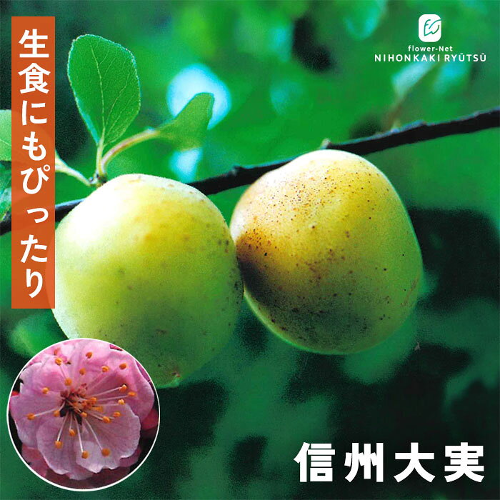 送料について→ 特徴 香りと甘みが際立つ！生食にもぴったりな大実あんず。 品種名通り、果重80〜100g前後と一目見てわかる大実で、アンズの中でも高い人気を誇る代表種「信州大実」。ころんと丸い果実は果皮・果肉ともに鮮やかなオレンジ色に染まり、かざすだけでも芳醇で強い香りが漂います。 酸味が控えめで甘みが強く、肉厚でなめらかな果質を持つため、一般的なアンズのイメージを覆すほど「生のまま（生食）」で美味しく召し上がっていただけるのが最大の魅力！もちろん、シロップ漬けやジャムにしても濃厚な風味が引き立ちます。雨による裂果が少ないため綺麗に育てやすく、家庭菜園初心者にも扱いやすい優秀な品種です。 ・糖度　10度程度 ・大きさ　80g〜100g程度（大実、豊産性あり） ・熟期　6月下旬〜7月中旬頃 ・受粉樹　不要 ・用途 ジャム、シロップ漬け、焼酎漬け ※栽培環境により異なる場合があります。 管理方法 【置き場所・日当たり】 日当たりが良く水はけの良い場所で管理します。 よく日に当てることで、果皮が美しい橙黄色に染まり、糖度が上がります。 【水やり】 鉢植え：土の表面が乾いたら鉢底から流れるまでたっぷりと与えます。 庭植え：根付いた後は基本的には水やりの必要はありません。雨に任せましょう。 【摘果（間引き）】 4月下旬〜5月頃に実の間引きをします。 【剪定】 枝が込み合うと光が届かなくなるので、冬の間に剪定をしましょう。 サイズ・その他 13.5cmポット 1ポット ※秋出荷の際は落葉しています。 ※苗木の画像はお届け時のイメージとなります。 ※個体差がございますのでご了承下さい。 注意点 ※ご予約苗につきましては、植物のため生育不良等の理由で商品の準備ができない場合がございます。 ※発送時期が異なる商品とは同梱できません。 ※各商品ページに記載の発送時期をご確認の上ご注文下さい。