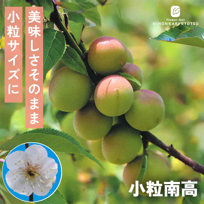 予約販売 梅 苗 小粒南高 13.5cmポット 送料無料 苗木 庭木 果樹苗 接木苗 iba 11月上旬以降発送