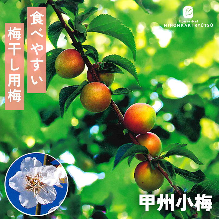 送料について→ 特徴 梅干し作りや受粉樹として、古くから愛され続けてきた名品種「甲州小梅」。 甲州小梅は梅干しに最適： 4〜6gほどのかわいらしい小粒ながら、種が小さく果肉がしっかりしているため、梅干しにすると非常に食べ応えがあります。 形の揃いが良く、見た目の美しさも抜群。梅干しはもちろん、梅酒や漬け梅など、幅広い自家製保存食づくりに大活躍します。 花粉が非常に多いため、梅の木を育てる際の「受粉樹」として最も信頼されている品種の一つです。 甲州小梅の最大のメリットは、「1本で実がなる」という点です。他の品種の受粉を助けるだけでなく、ご自身だけでも十分に結実してくれるため、家庭果樹初心者の方にも自信を持っておすすめできます。 ・大きさ　4g〜6g（小粒） ・開花期 2月中旬〜3月下旬 ・収穫期 5月下旬〜6月上旬頃 ・受粉樹　不要 ・用途 梅干し ※栽培環境により異なる場合があります。 管理方法 【置き場所・日当たり】 日当たりが良く水はけの良い場所を好みます。 日照不足になると、実付きが悪くなるので注意します。 【水やり】 鉢植え：土の表面が乾いたら鉢底から流れるまでたっぷりと与えます。 　　　　　春から初夏の水切れは実が落ちる原因となりますので注意します。 庭植え：基本的には水やりの必要はありません。雨に任せましょう。 【肥料】 2月に寒肥、肥料が多いとアブラムシがつきやすくなる。 サイズ・その他 13.5cmポット 1ポット ※秋出荷の際は落葉しています。 ※苗木の画像はお届け時のイメージとなります。 ※個体差がございますのでご了承下さい。 注意点 ※ご予約苗につきましては、植物のため生育不良等の理由で商品の準備ができない場合がございます。 ※発送時期が異なる商品とは同梱できません。 ※各商品ページに記載の発送時期をご確認の上ご注文下さい。