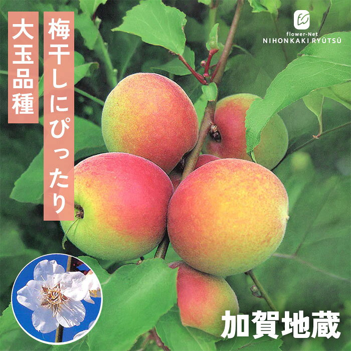 予約販売梅苗加賀地蔵13.5cmポ...