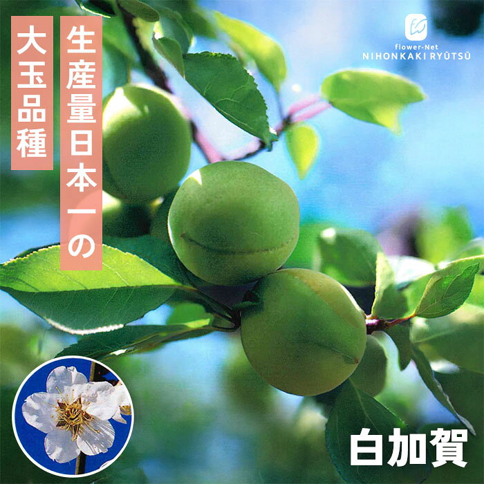 楽天市場】梅 白加賀完熟の通販