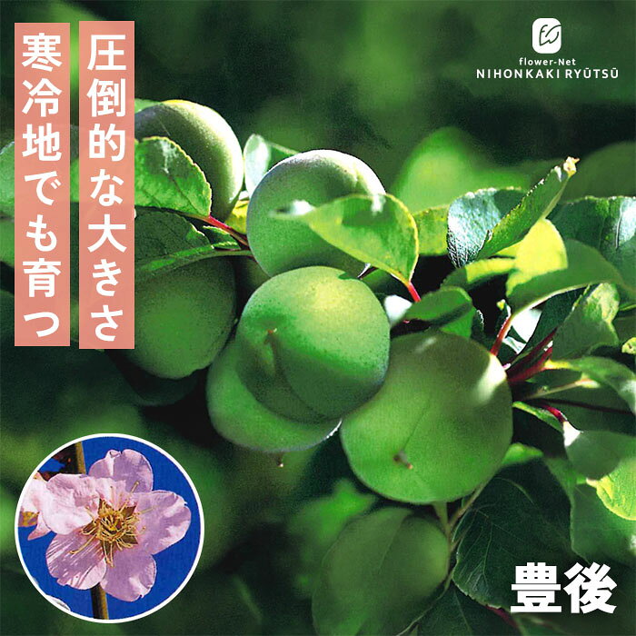 予約販売梅苗豊後13.5cmポット...