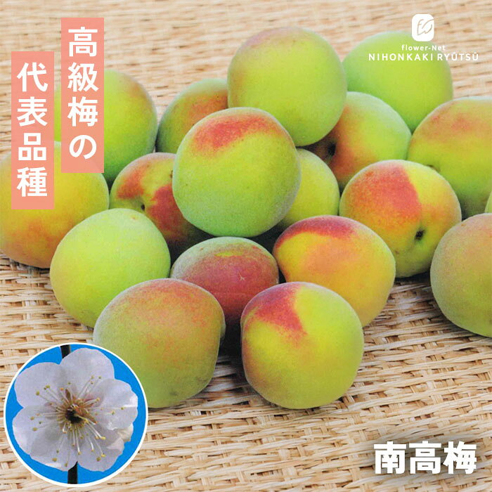 送料について→ 特徴 梅のトップブランドとして全国にその名を知られる、実梅の人気・生産量ともに文句なしのNO.1品種「南高梅」。 和歌山県を代表する南高梅は、果実が非常に大きく、種が小さくて果肉がとにかく厚くやわらかいのが最大の特徴です。 しっかりと日に当てることで実がほんのり美しく紅を差し、見た目の格調高さも抜群。果肉のふっくら感と旨味の強さから「梅干し用の最高級品種」として名高く、梅酒や梅シロップに仕込んでも絶品の味わいに仕上がります。 育てやすいうえに毎年たくさんの実をつける豊産性で、自家製梅仕事を楽しみたい方なら一度は育ててみたい不動の本命品種です。 ・大きさ　25g〜30g前後（大実） ・開花期 2月下旬〜3月中旬 ・収穫期 6月中旬〜6月下旬頃 ・受粉樹　必要 ・用途 漬け梅、梅干し、梅酒 ※栽培環境により異なる場合があります。 管理方法 【置き場所・日当たり】 日当たりが良く水はけの良い場所を好みます。 日照不足になると、実付きが悪くなるので注意します。 【水やり】 鉢植え：土の表面が乾いたら鉢底から流れるまでたっぷりと与えます。 　　　　　春から初夏の水切れは実が落ちる原因となりますので注意します。 庭植え：基本的には水やりの必要はありません。雨に任せましょう。 【肥料】 2月に寒肥、肥料が多いとアブラムシがつきやすくなる。 サイズ・その他 13.5cmポット 1ポット ※秋出荷の際は落葉しています。 ※苗木の画像はお届け時のイメージとなります。 ※個体差がございますのでご了承下さい。 注意点 ※ご予約苗につきましては、植物のため生育不良等の理由で商品の準備ができない場合がございます。 ※発送時期が異なる商品とは同梱できません。 ※各商品ページに記載の発送時期をご確認の上ご注文下さい。