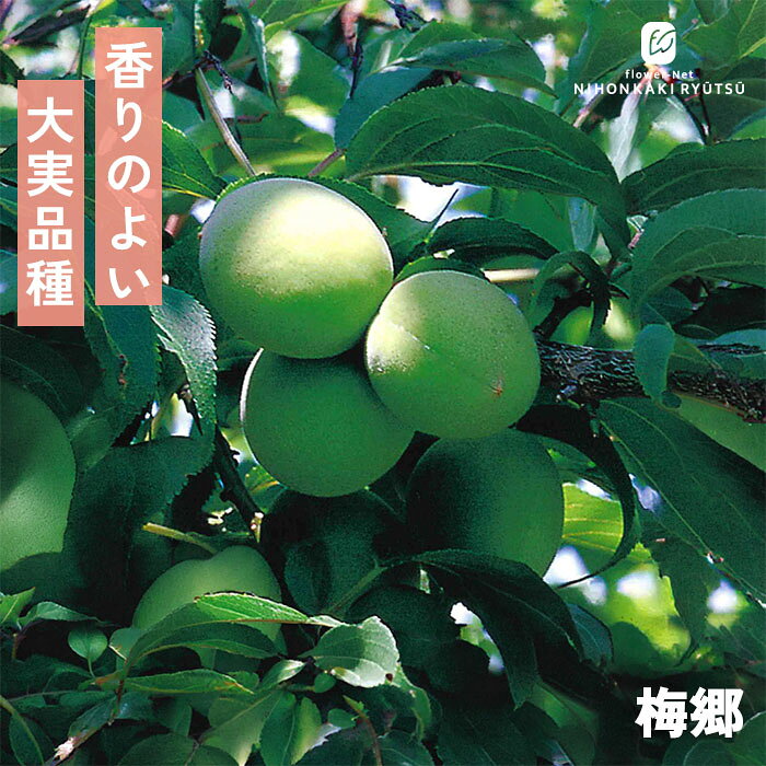 予約販売梅苗梅郷13.5cmポット...