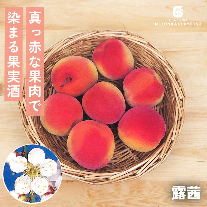 送料について→ 特徴 ルビーのように鮮やかな真っ赤な梅酒やジュースが作れる、今までにない注目の新感覚品種「露茜」。 露茜は、ウメと日本スモモを掛け合わせて作られた画期的な交雑品種です。 果実は60〜70gと南高梅をも上回る大粒で、最大の特徴は果皮だけでなく果肉まで深みのある鮮やかな茜色に染まる点にあります。 この鮮烈な赤色を生かして仕込む梅酒や梅ジュース、梅ジャムは、目を奪われるほど美しい鮮紅色の保存食に仕上がります。酸味がしっかり効いており加工用に最適です。 ・大きさ　60g〜70g前後（大実） ・開花期 3月下旬 ・収穫期 7月中旬頃（晩生種） ・受粉樹　不要 ・用途 梅酒、梅干し、ジャム、梅ジュース ※栽培環境により異なる場合があります。 管理方法 【置き場所・日当たり】 日当たりが良く水はけの良い場所を好みます。 日照不足になると、実付きが悪くなるので注意します。 【水やり】 鉢植え：土の表面が乾いたら鉢底から流れるまでたっぷりと与えます。 　　　　　春から初夏の水切れは実が落ちる原因となりますので注意します。 庭植え：基本的には水やりの必要はありません。雨に任せましょう。 【肥料】 2月に寒肥、肥料が多いとアブラムシがつきやすくなる。 サイズ・その他 13.5cmポット 1ポット ※秋出荷の際は落葉しています。 ※苗木の画像はお届け時のイメージとなります。 ※個体差がございますのでご了承下さい。 注意点 ※ご予約苗につきましては、植物のため生育不良等の理由で商品の準備ができない場合がございます。 ※発送時期が異なる商品とは同梱できません。 ※各商品ページに記載の発送時期をご確認の上ご注文下さい。