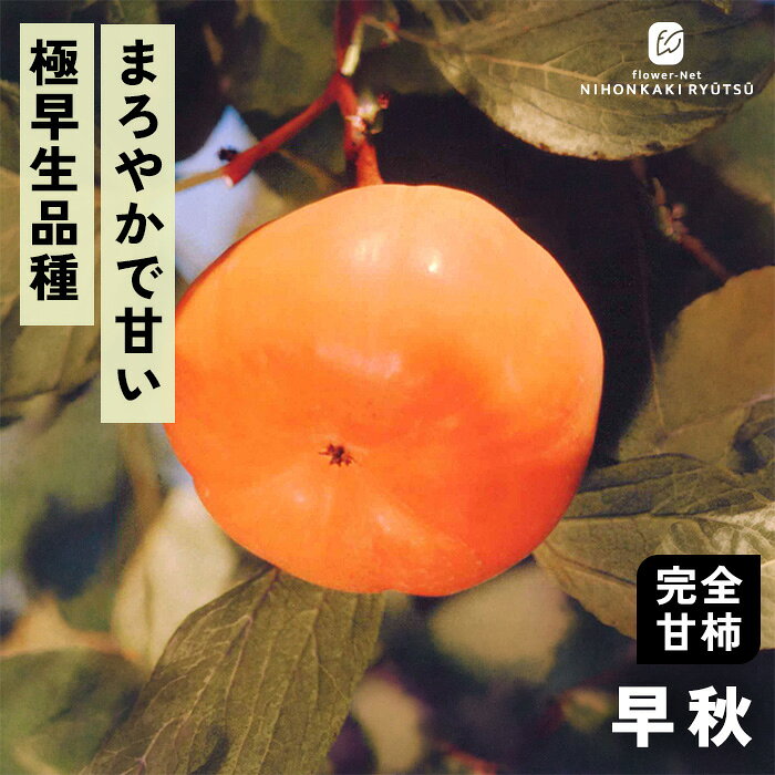送料について→ 特徴 「早秋（そうしゅう）」は甘柿の中で最も早く色づき、9月下旬には収穫できる極早生品種。 残暑の中でいち早く秋の訪れを感じさせてくれます。 果肉は緻密で柔らかく、まろやかな甘みが特徴です。 ●分類：完全甘柿（極早生〜早生種） ●収穫時期：9月下旬〜10月上旬 ●果重（大きさ）：240g〜250g前後 ●糖度：約14〜15度 ●結実性：受粉樹が必要（単為結果性は中等度のため「禅寺丸」などを混植） ●日持ち性：普通（早生のため、収穫後は早めにお召し上がりを） ●植え付け適期：11月〜3月（休眠期） 栽培方法 日当たりが良い場所を最優先にします。 日光が不足すると花つきや実つきが悪くなり、落果の原因になります。 柿の枝は比較的折れやすいため、台風や強風が直接当たらない場所が理想です。 水はけ（排水性）と水もち（保水性）のバランスが良い土壌を好みます。 地植えで根付いた後は基本的に雨水だけで育ちます。 夏場に雨が何日も降らず乾ききっている時はたっぷり与えてください。 元肥（12月〜2月）として、有機質肥料（骨粉入り油かすや完熟堆肥など）をじっくり効かせます。 また、追肥（6月〜7月頃）として、お礼肥（収穫後の10月頃）として、速効性の化成肥料を少量施します。 12月〜2月頃の休眠期に行います。 「前年伸びた枝（結果母枝）の先端近くの芽」から春に新しい枝が伸び、その新枝に花が咲いて実がつきます。 そのため、枝の先端を全部切り落としてしまうと翌年花が咲かなくなってしまうので注意が必要です。 ＜摘果＞ 実がつきすぎると、実がつきすぎると、翌年実がならなくなる「隔年結果（かくねんけっか）」を起こしやすくなります。 6月下旬〜7月上旬頃、ヘタの形が良いもの、上向きではなく下向きや横向きについている大きな実を残し、傷のあるものや小さすぎるものを間引きます。 サイズ・その他 13.5cmポット 1ポット ※樹形・大きさには個体差がございます。 ※苗木の画像はお届け時のイメージとなります。 ※露地栽培のため、葉の傷み等が生じていることがございます。 ※発送時期により落葉している場合があります。 注意点 ※ご予約苗につきましては、植物のため生育不良等の理由で商品の準備ができない場合がございます。 ※発送時期が異なる商品とは同梱できません。 ※各商品ページに記載の発送時期をご確認の上ご注文下さい。　