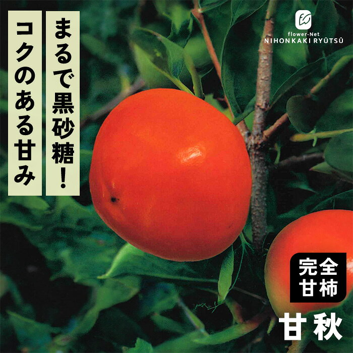 送料について→ 特徴 「甘秋（かんしゅう）」はその名の通り、とにかく「甘さ」に特化した早生品種。 糖度が17〜18度と非常に高く、黒砂糖のようなコクのある濃厚な甘みが口いっぱいに広がります。 小ぶりながらも満足感は随一です。 ●分類：完全甘柿（早生〜中生種） ●収穫時期：10月中旬〜10月下旬 ●果重（大きさ）：240g〜250g前後 ●糖度：約17〜18度 ●結実性：受粉樹が必要（単為結果性が弱いため「禅寺丸」などを混植） ●日持ち性：やや良好 ●植え付け適期：11月〜3月（休眠期） 栽培方法 日当たりが良い場所を最優先にします。 日光が不足すると花つきや実つきが悪くなり、落果の原因になります。 柿の枝は比較的折れやすいため、台風や強風が直接当たらない場所が理想です。 水はけ（排水性）と水もち（保水性）のバランスが良い土壌を好みます。 地植えで根付いた後は基本的に雨水だけで育ちます。 夏場に雨が何日も降らず乾ききっている時はたっぷり与えてください。 元肥（12月〜2月）として、有機質肥料（骨粉入り油かすや完熟堆肥など）をじっくり効かせます。 また、追肥（6月〜7月頃）として、お礼肥（収穫後の10月頃）として、速効性の化成肥料を少量施します。 12月〜2月頃の休眠期に行います。 「前年伸びた枝（結果母枝）の先端近くの芽」から春に新しい枝が伸び、その新枝に花が咲いて実がつきます。 そのため、枝の先端を全部切り落としてしまうと翌年花が咲かなくなってしまうので注意が必要です。 ＜摘果＞ 実がつきすぎると、実がつきすぎると、翌年実がならなくなる「隔年結果（かくねんけっか）」を起こしやすくなります。 6月下旬〜7月上旬頃、ヘタの形が良いもの、上向きではなく下向きや横向きについている大きな実を残し、傷のあるものや小さすぎるものを間引きます。 サイズ・その他 13.5cmポット 1ポット ※樹形・大きさには個体差がございます。 ※苗木の画像はお届け時のイメージとなります。 ※露地栽培のため、葉の傷み等が生じていることがございます。 ※発送時期により落葉している場合があります。 注意点 ※ご予約苗につきましては、植物のため生育不良等の理由で商品の準備ができない場合がございます。 ※発送時期が異なる商品とは同梱できません。 ※各商品ページに記載の発送時期をご確認の上ご注文下さい。　