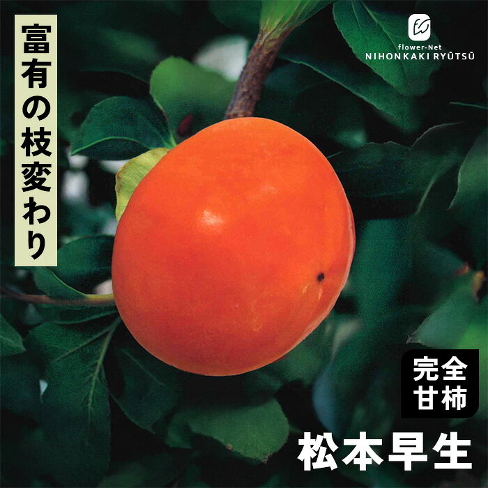 送料について→ 特徴 「松本早生（まつもとわせ）」は甘柿の絶対的エース「富有」の枝変わり（突然変異）として生まれた品種。 富有の優れた食味や柔らかな果肉をそのまま受け継ぎながら、収穫時期が2〜3週間ほど早いという、非常に育て甲斐のある定番品種です。 ●分類：完全甘柿（早生種） ●収穫時期：10月中旬〜10月下旬 ●果重（大きさ）：250g〜280g前後 ●糖度：約15〜16度 ●結実性：受粉樹が必要（単為結果性が弱いため「禅寺丸」などを混植） ●日持ち性：普通 ●植え付け適期：11月〜3月（休眠期） 栽培方法 日当たりが良い場所を最優先にします。 日光が不足すると花つきや実つきが悪くなり、落果の原因になります。 柿の枝は比較的折れやすいため、台風や強風が直接当たらない場所が理想です。 水はけ（排水性）と水もち（保水性）のバランスが良い土壌を好みます。 地植えで根付いた後は基本的に雨水だけで育ちます。 夏場に雨が何日も降らず乾ききっている時はたっぷり与えてください。 元肥（12月〜2月）として、有機質肥料（骨粉入り油かすや完熟堆肥など）をじっくり効かせます。 また、追肥（6月〜7月頃）として、お礼肥（収穫後の10月頃）として、速効性の化成肥料を少量施します。 12月〜2月頃の休眠期に行います。 「前年伸びた枝（結果母枝）の先端近くの芽」から春に新しい枝が伸び、その新枝に花が咲いて実がつきます。 そのため、枝の先端を全部切り落としてしまうと翌年花が咲かなくなってしまうので注意が必要です。 ＜摘果＞ 実がつきすぎると、実がつきすぎると、翌年実がならなくなる「隔年結果（かくねんけっか）」を起こしやすくなります。 6月下旬〜7月上旬頃、ヘタの形が良いもの、上向きではなく下向きや横向きについている大きな実を残し、傷のあるものや小さすぎるものを間引きます。 サイズ・その他 13.5cmポット 1ポット ※樹形・大きさには個体差がございます。 ※苗木の画像はお届け時のイメージとなります。 ※露地栽培のため、葉の傷み等が生じていることがございます。 ※発送時期により落葉している場合があります。 注意点 ※ご予約苗につきましては、植物のため生育不良等の理由で商品の準備ができない場合がございます。 ※発送時期が異なる商品とは同梱できません。 ※各商品ページに記載の発送時期をご確認の上ご注文下さい。　
